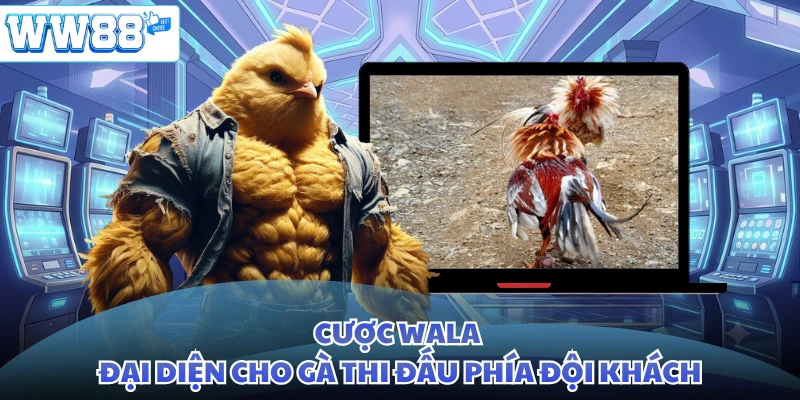 Cược Wala đại diện cho gà thi đấu phía đội khách
